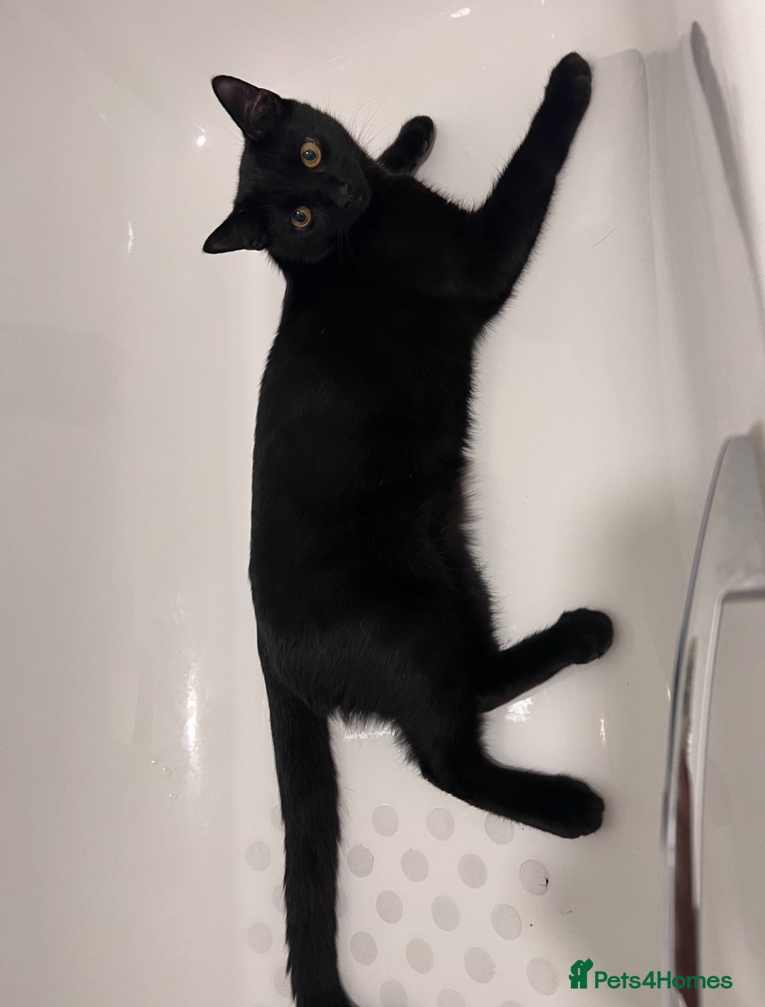 Domestic Shorthair cats for sale: Domestic Shorthair for Sale - Image 3