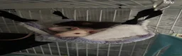 Rat rodents for sale: 3 male dumbo rats in Halesowen - Advert 2