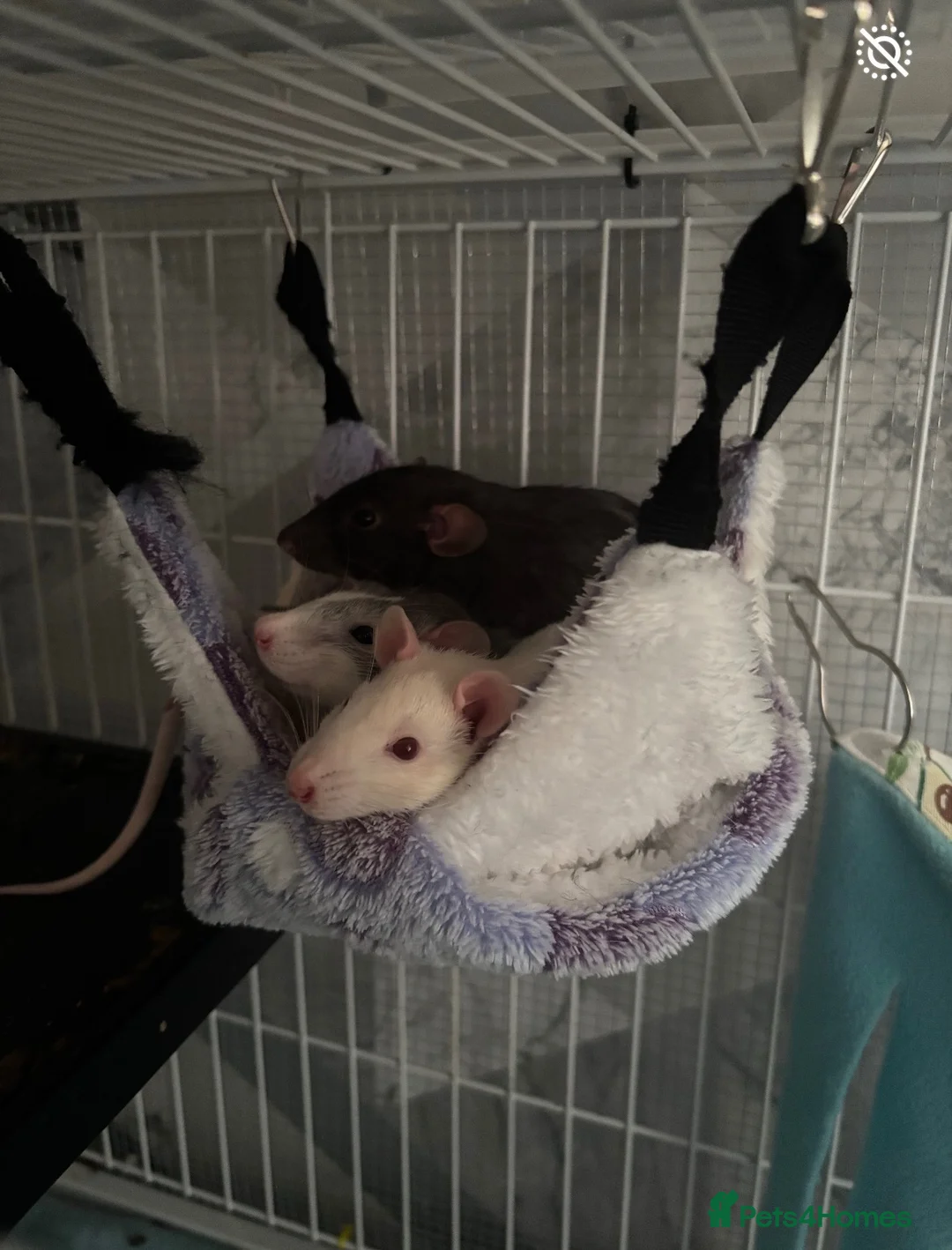 Rat rodents for sale: 3 male dumbo rats in Halesowen - Advert 2