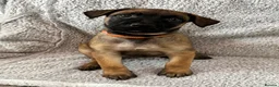 Mixed Breed dogs for sale: Dutch Herder X F1 Bull Herder puppies - Advert 13