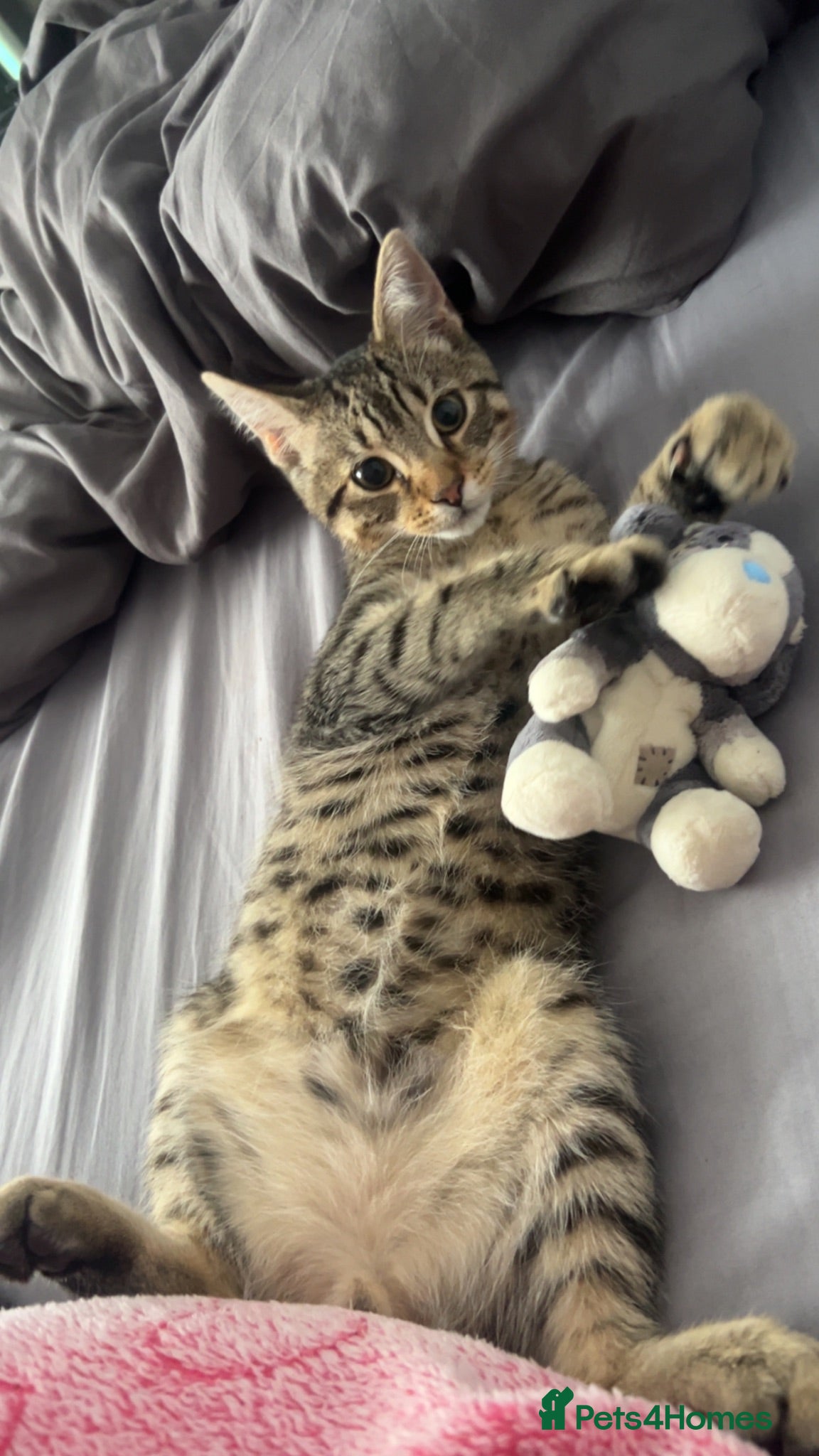 Mixed Breed cats Bengal x tabby kitten  - Advert 11