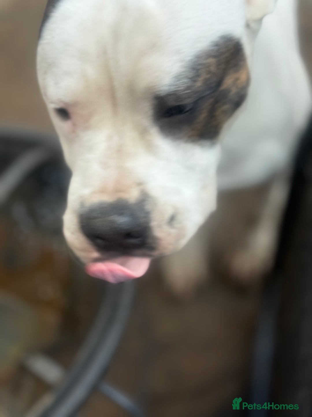 American Bully dogs for sale: Needs good and safe home - Advert 1