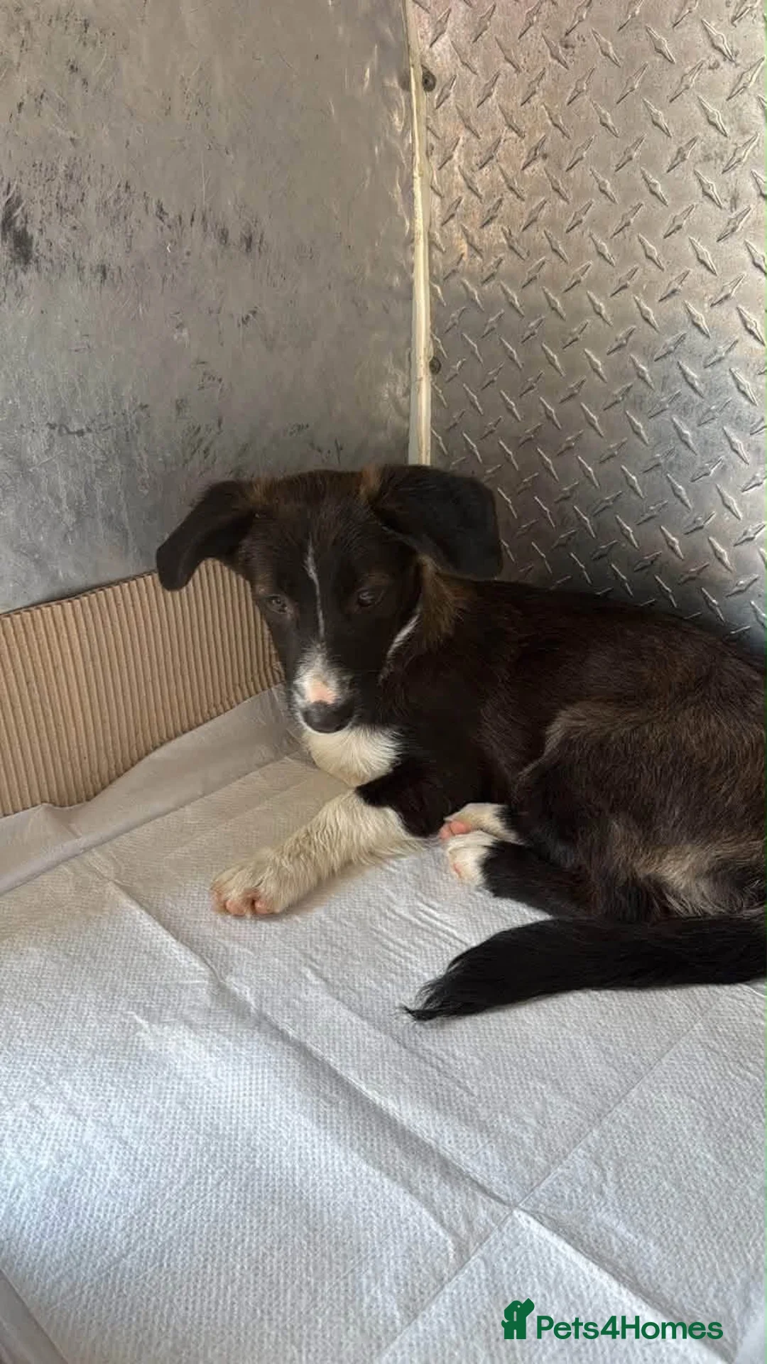 Mixed Breed dogs for adoption: Buttons - Advert 2