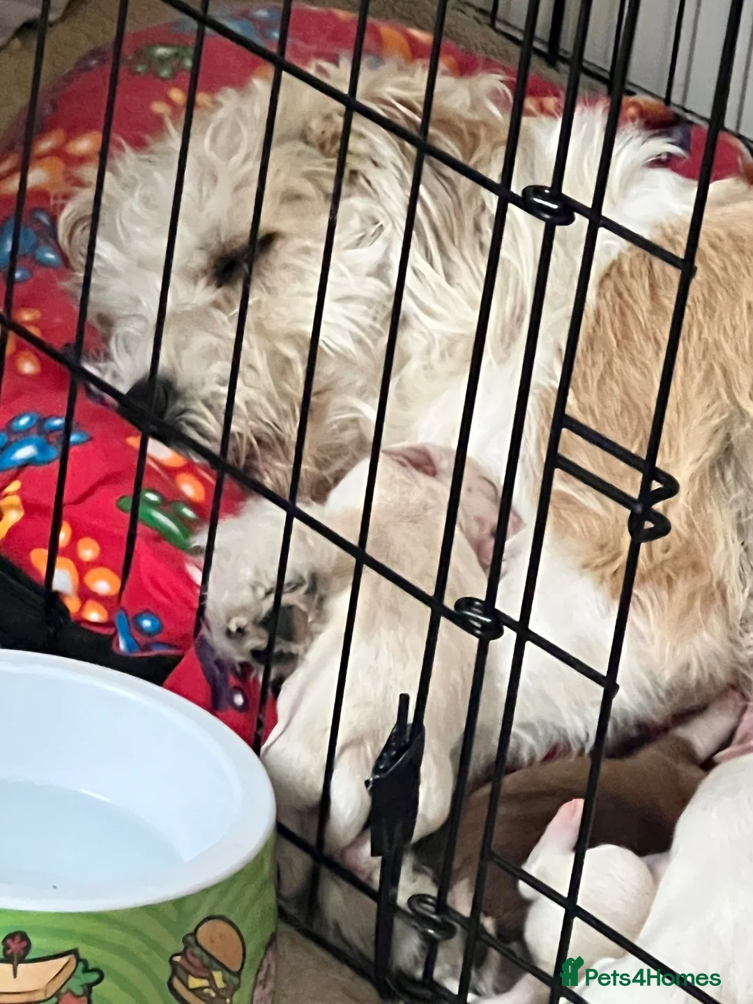 Mixed Breed dogs for sale: 11 beautiful parson Russell x pups - Advert 2