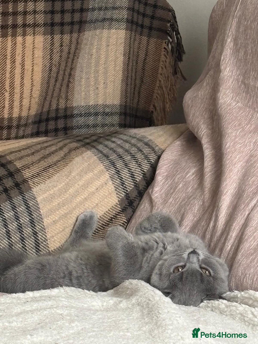 British Shorthair cats for sale: Blue British Shorthair Looking for a Loving Home💕 - Advert 6