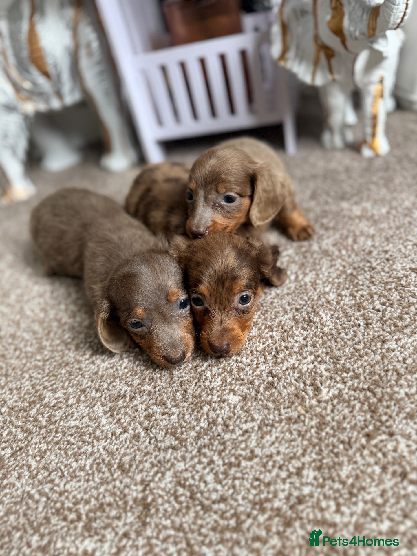 Miniature Dachshund dogs for sale: Long hair miniature dachshund  - Advert 2