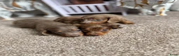 Miniature Dachshund dogs for sale: Long hair miniature dachshund  - Advert 2