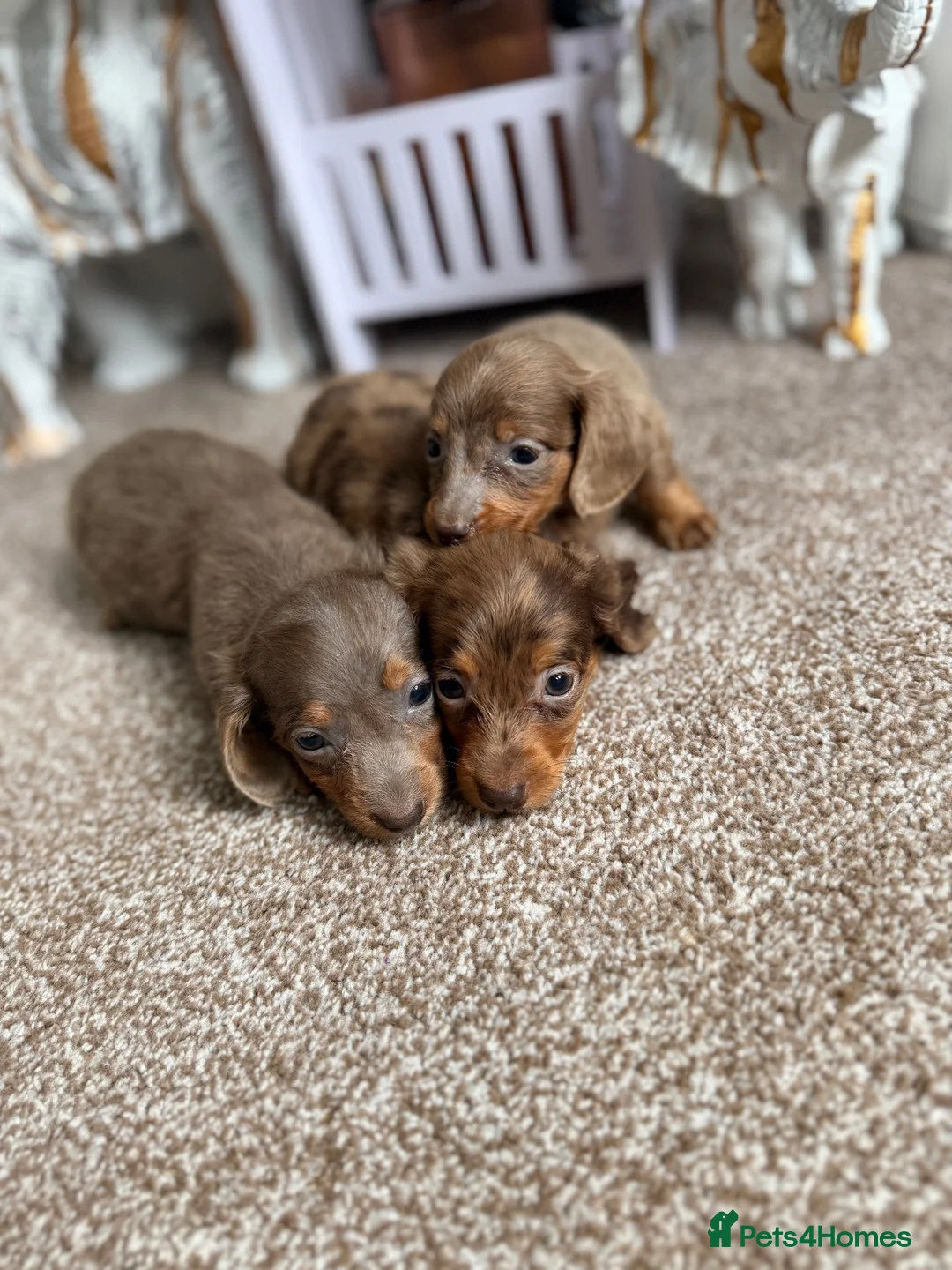 Miniature Dachshund dogs for sale: Long hair miniature dachshund  - Advert 2