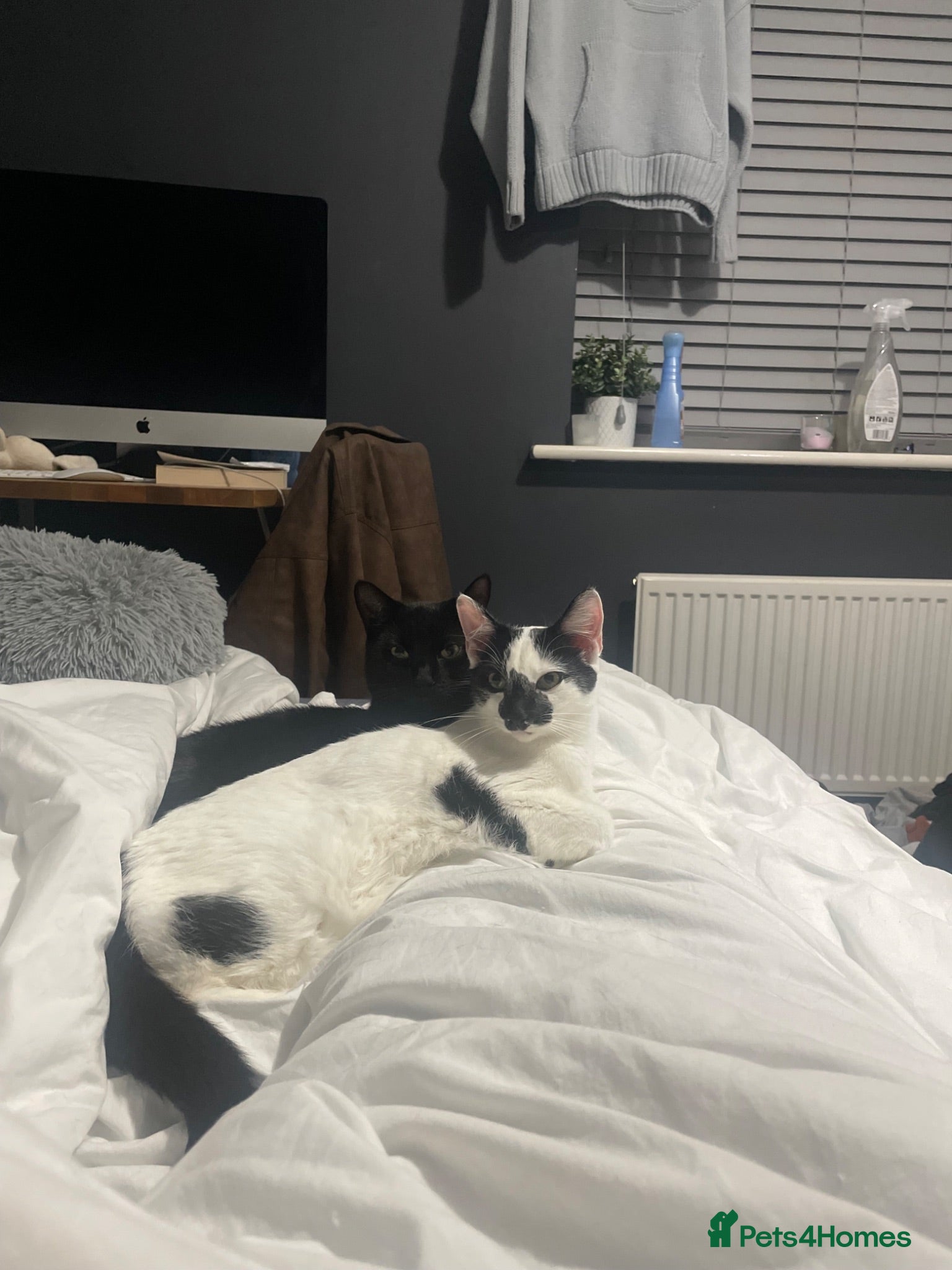 Mixed Breed cats Brother and Sister Cats - Advert 2
