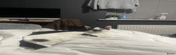 Mixed Breed cats for sale: Brother and Sister Cats - Advert 2