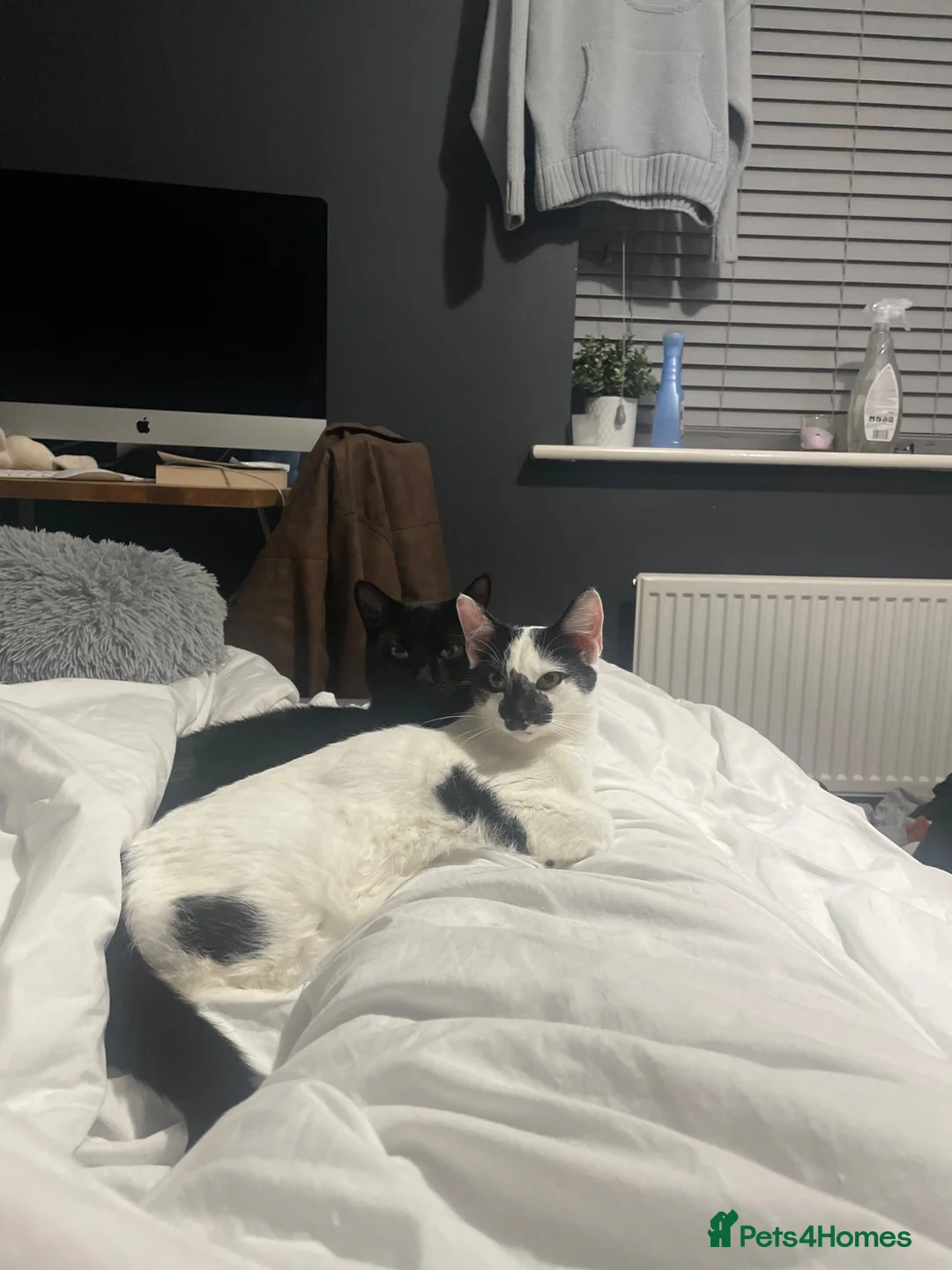 Mixed Breed cats for sale: Brother and Sister Cats - Advert 2
