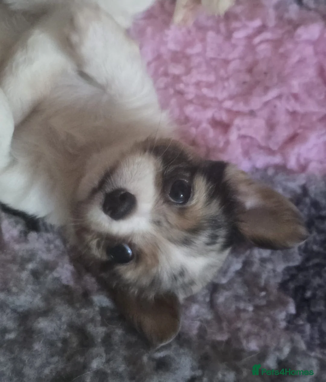 Chihuahua dogs for sale: Stunning long haired chihuahua puppies - Advert 7