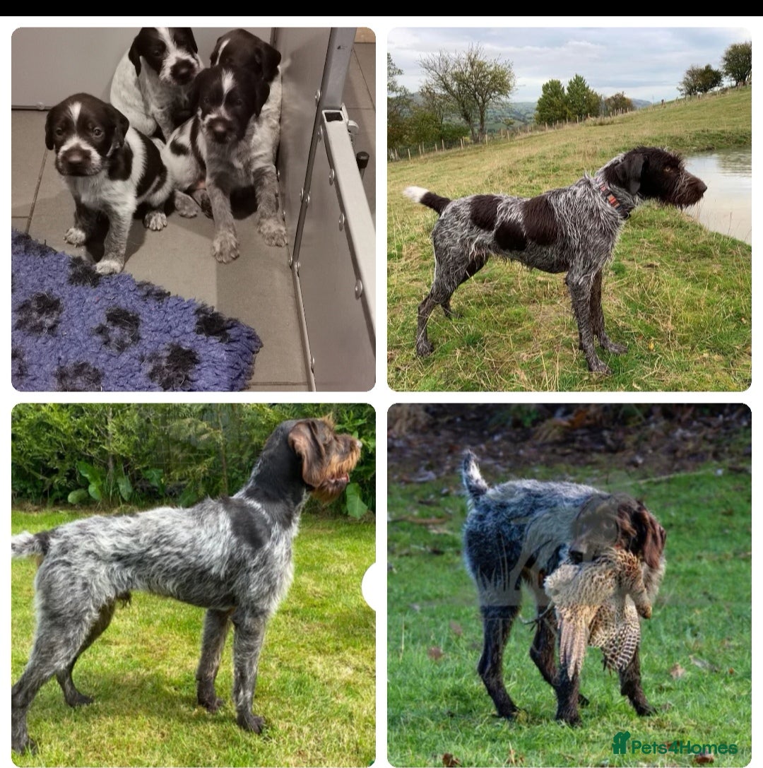 German Wirehaired Pointer dogs 3 x beautiful german wirehaired pointers  - Advert 9