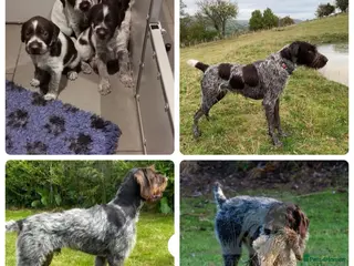 German Wirehaired Pointer dogs 3 x beautiful german wirehaired pointers - Advert 9