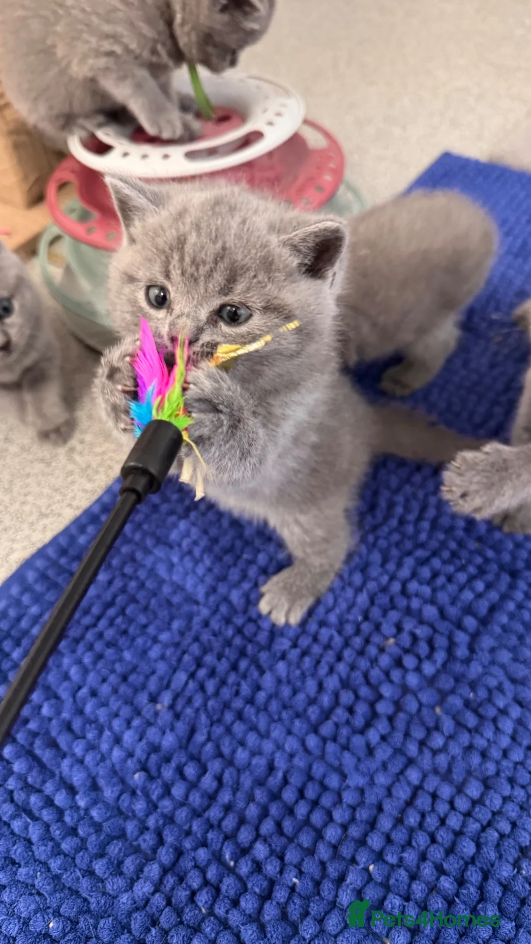 British Shorthair cats for sale: 1 Pedigree British Shorthair Kitten - Licensed  - Advert 3