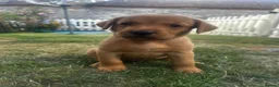 Labrador Retriever dogs for sale: Fox Red Labrador Puppies 🐾 - Advert 7