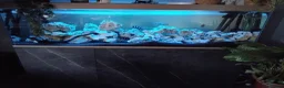 Cichlids fish for sale: 7 Nipimbi blue frontosa with set up - Advert 1