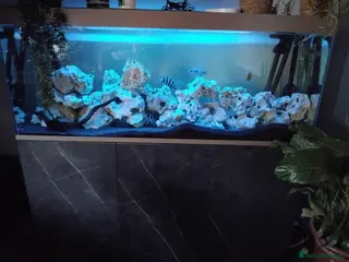 Cichlids fish 7 Nipimbi blue frontosa with set up - Advert 3