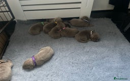 Labrador Retriever dogs for sale: Silver Labrador puppies  - Image 6
