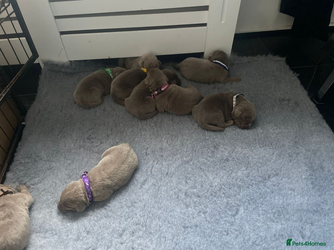Labrador Retriever dogs for sale: Silver Labrador puppies  - Image 6