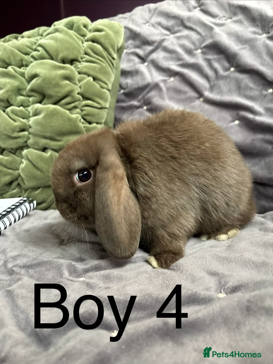 Mini Lop rabbits for sale: Stunning mini lops (vaccinated)  - Advert 13