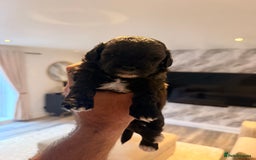Shihpoo dogs for sale: 5 little shihpoos for sale. All beautiful boys  - Image 5
