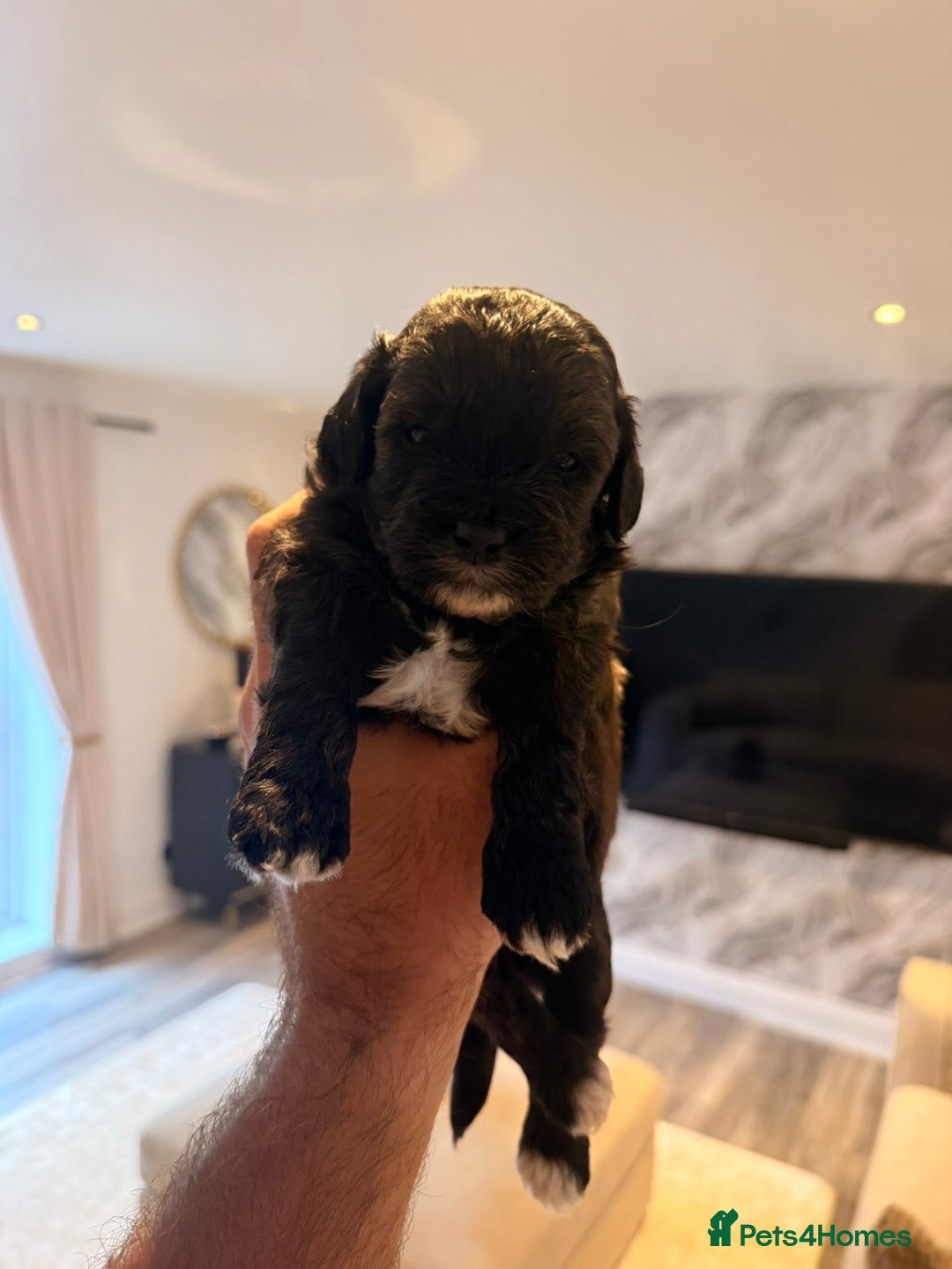Shihpoo dogs for sale: 5 little shihpoos for sale. All beautiful boys  - Image 5