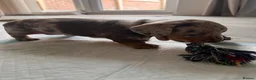 Miniature Dachshund dogs for sale: Dapple miniature dachshunds - Advert 3
