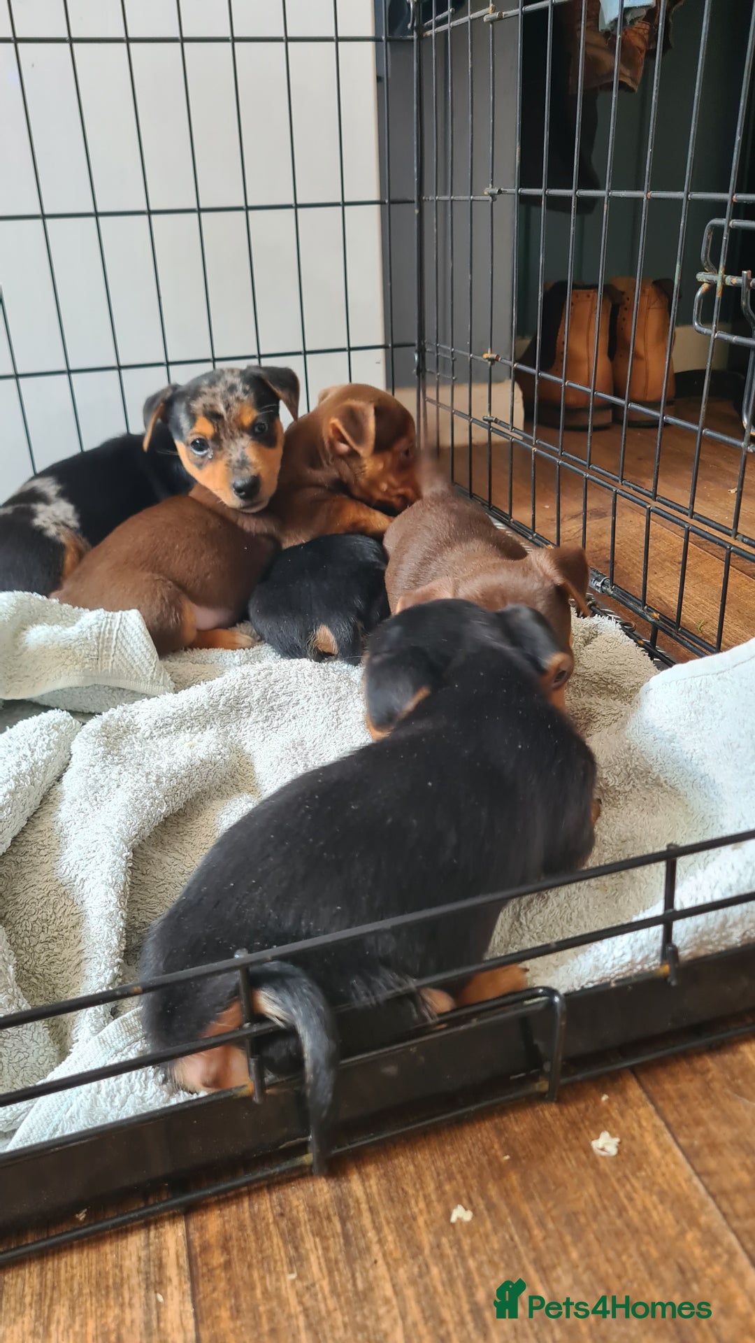 Jack Russell dogs for sale: Jack russell puppies  - Image 1