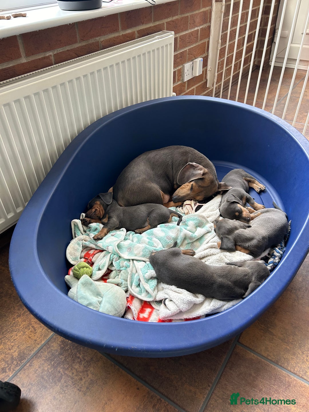 Miniature Dachshund dogs for sale: Adorable Blue and Tan puppies  - Image 16