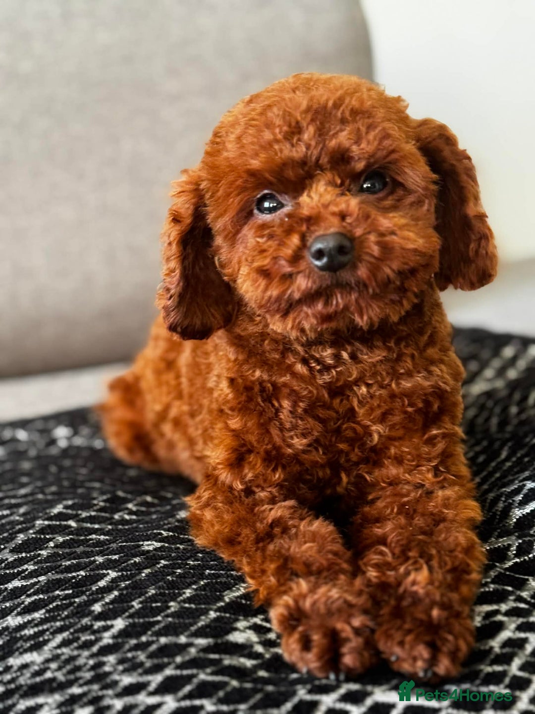 Toy Poodle dogs for sale: Beautiful Asian Toy Poodle - Advert 2