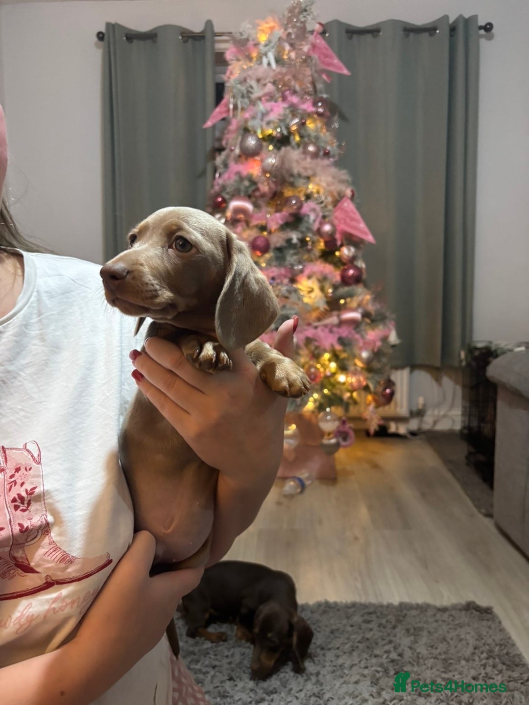 Miniature Dachshund dogs for sale: Last Isabella boy mini dachshund REDUCED  - Advert 4