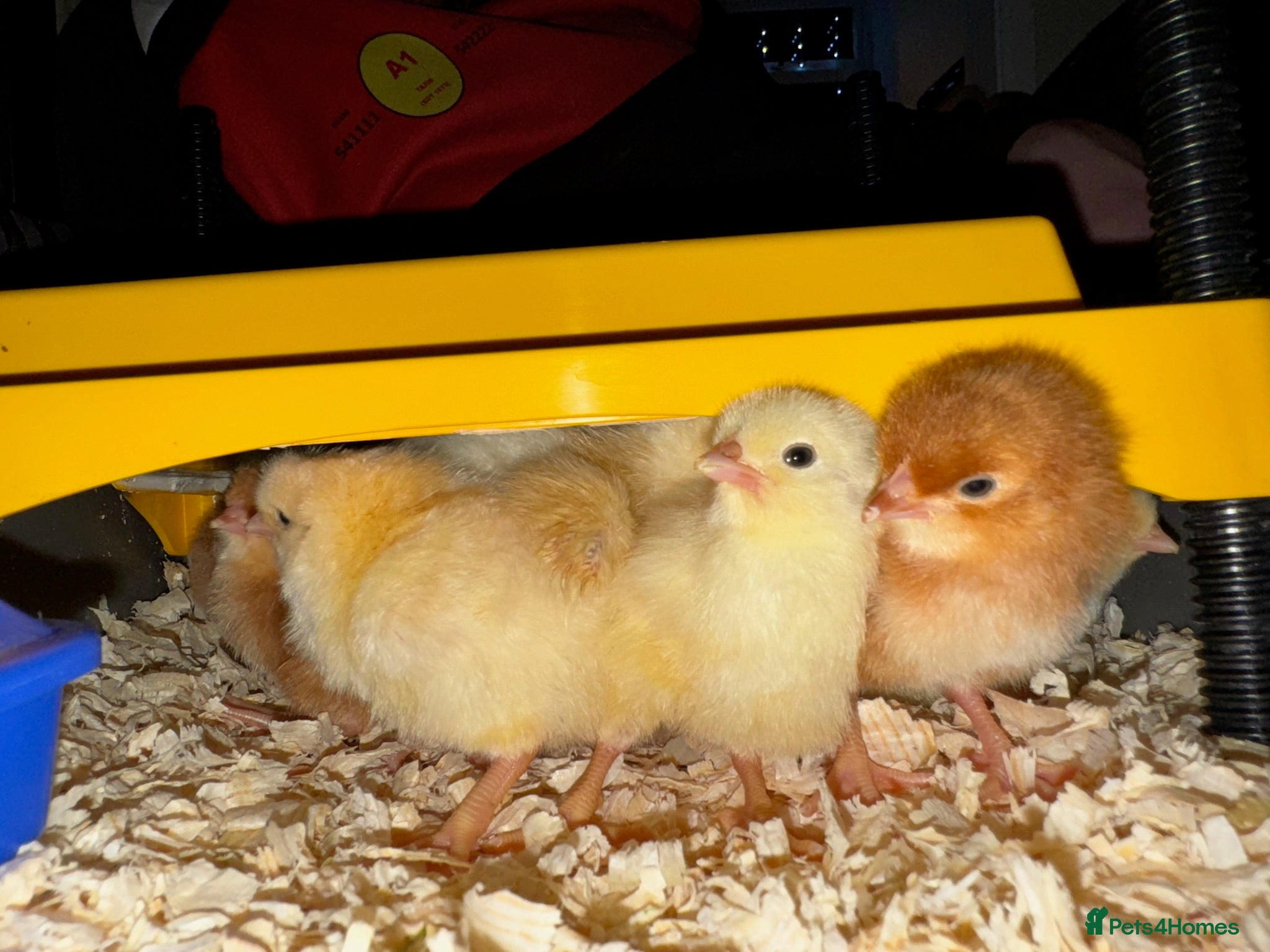 Chickens poultry Incubators, candlers, brooder, auto doors - Advert 19