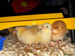 Chickens poultry Incubators, candlers, brooder, auto doors - Advert 19