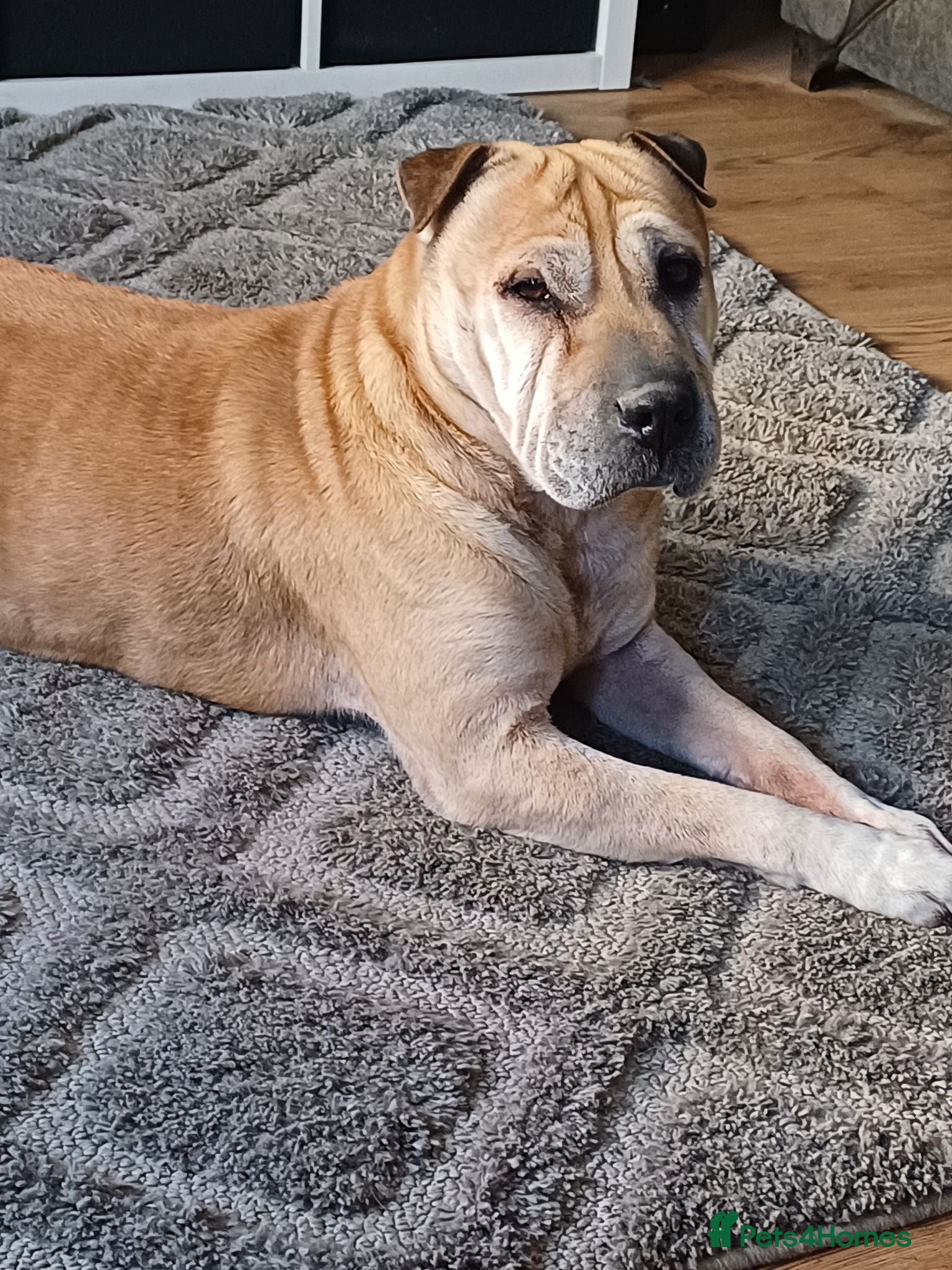 Mixed Breed dogs Sharpei cross - Advert 1