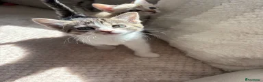 Domestic Shorthair 3