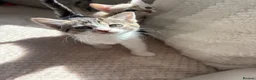 Domestic Shorthair cats for sale: Gorgeous little kittens looking for a forever home - Advert 18