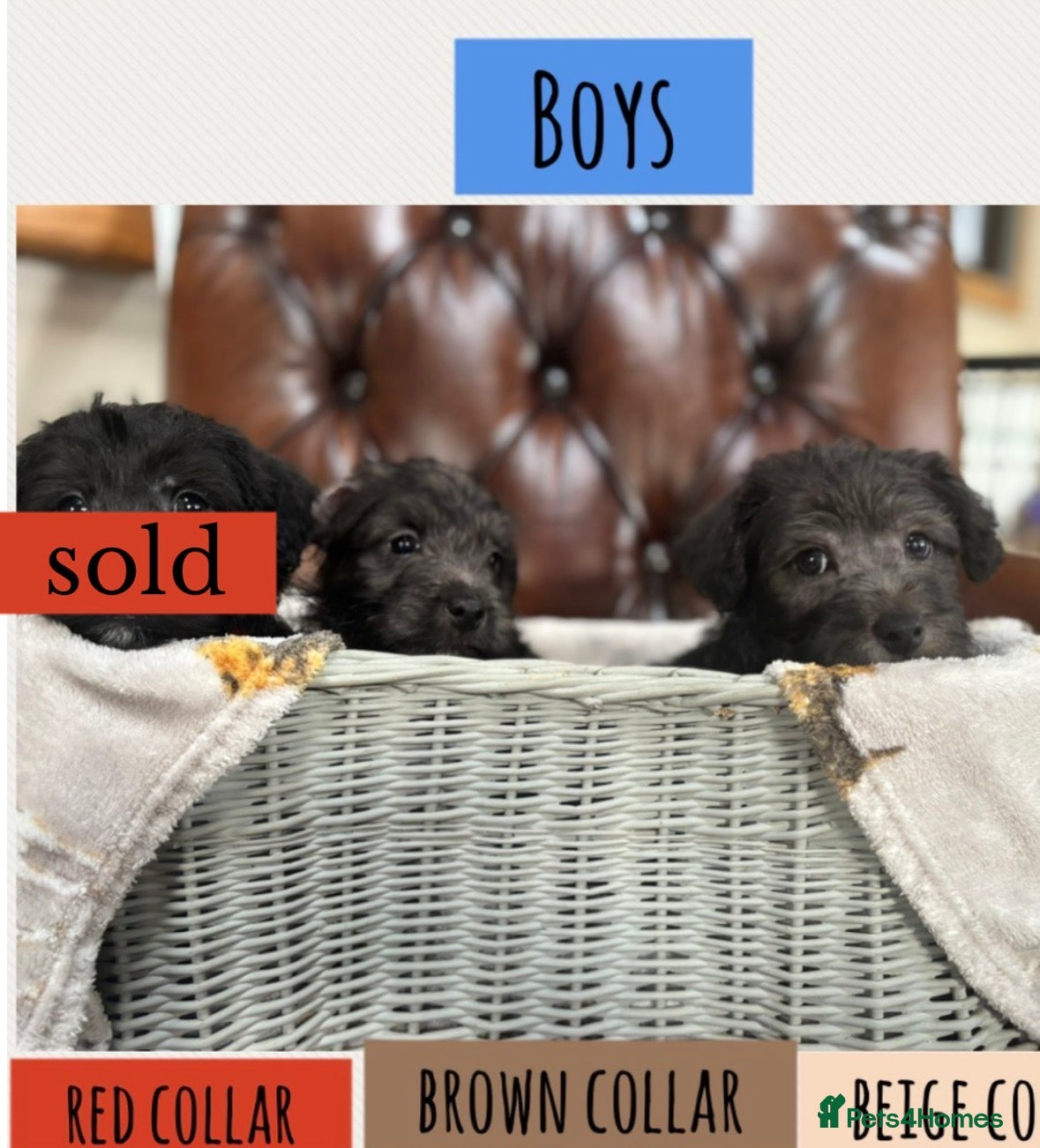 Westiepoo dogs Westiepoo puppies - Advert 15