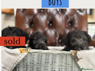 Westiepoo dogs Westiepoo puppies - Advert 11