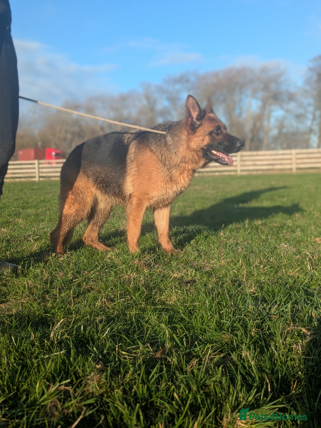 German Shepherd dogs for sale: Champion Bred, KC Health Tested Import Female - Advert 8
