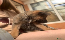 Mixed Breed dogs for sale: German Shepard X Dutch Herder Puppies - Image 17