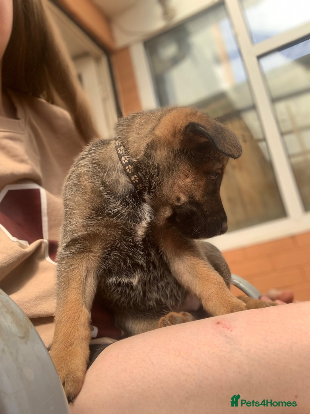 Mixed Breed dogs for sale: German Shepard X Dutch Herder Puppies - Image 17