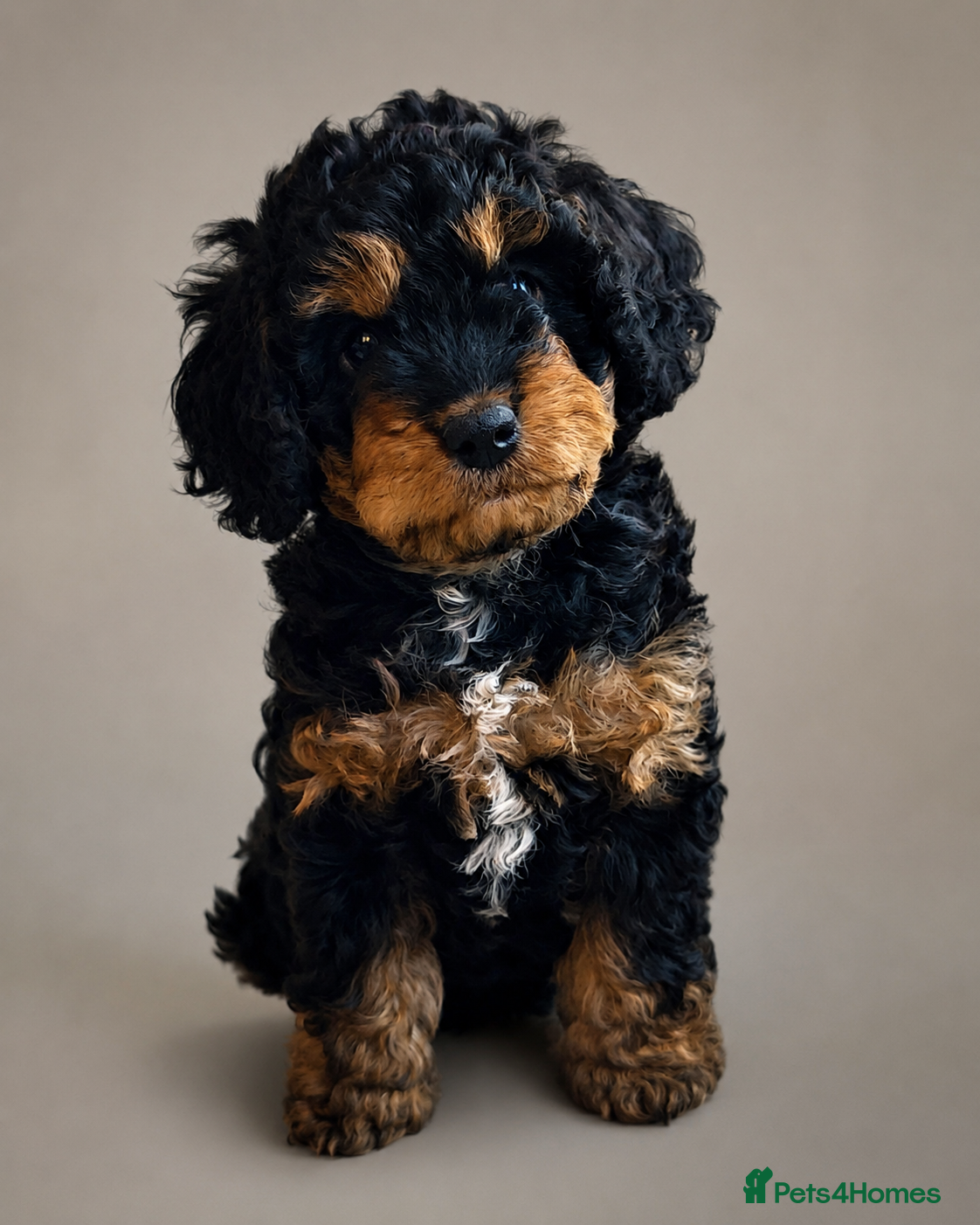 Cockapoo dogs Stunning F1b cockapoo 5 female 1 male - Advert 2