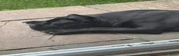 Cane Corso dogs for sale: 7 month old male cane corso  - Advert 2