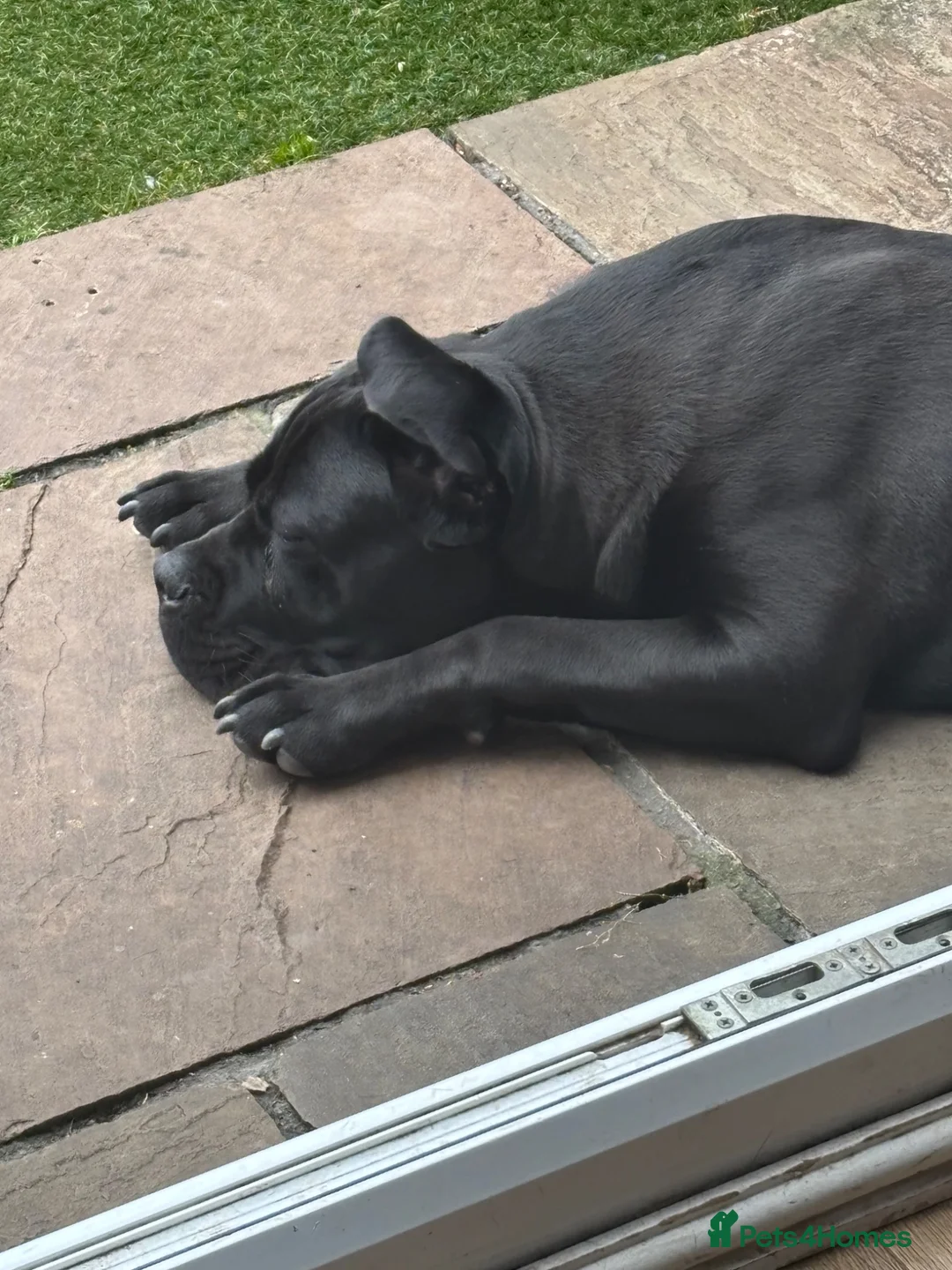 Cane Corso dogs for sale: 7 month old male cane corso  - Advert 2