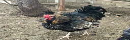 Chickens poultry for sale: Free - 2 x cockerels needing new home in Malmesbury - Advert 2