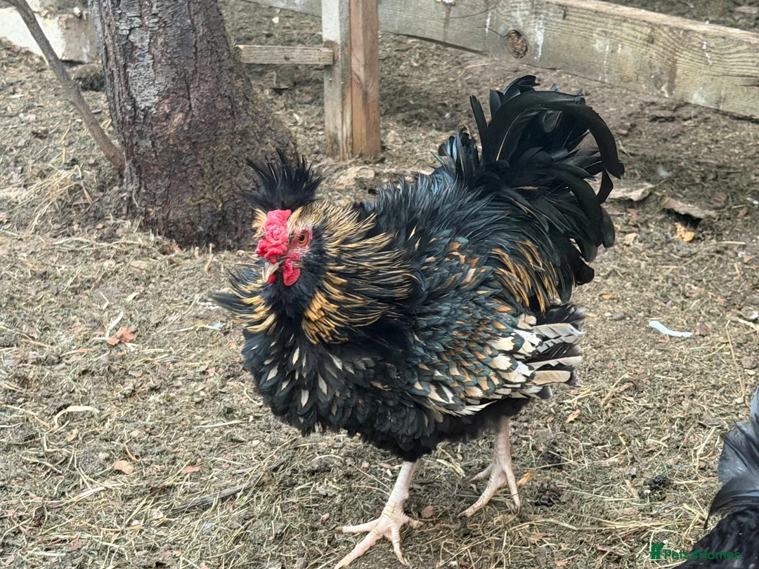 Chickens poultry for sale: Free - 2 x cockerels needing new home in Malmesbury - Advert 2
