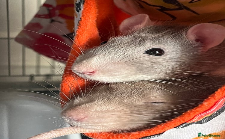 Rat rodents - Advert 1