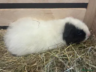 Guinea Pig rodents Teddy guinea pig girl - Advert 21