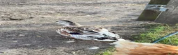 Ducks poultry for sale: Silver Appleyard Drake duck  - Advert 5